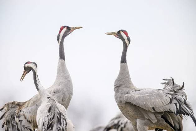 Vier Kraniche (Grus grus) mit ausgebreiteten Flügeln auf hellem Himmel, elegant und wachsam, Hornbörgassjön, Broddetorp, Västra Götalands län, Schweden Four cranes (Grus grus) with outstretched wings against a clear sky, elegant and alert, Hornbörgassjön, Broddetorp, Västra Götaland County, Sweden Copyright: imageBROKER C.Kosanetzky ibxkos17699761.jpg