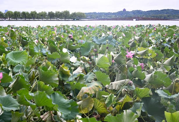 HANGZHOU, CHINA - AUGUST 10: Lotus flowers lie flattened at West Lake on August 10, 2026 in Hangzhou, Zhejiang Province of China. Damaged construction facilities, uprooted trees and waterlogged roads were reported across the city as Typhoon Dolphin , the 13th typhoon of the year, struck the area.  Copyright: xChinaxNewsxServicex 111659086907