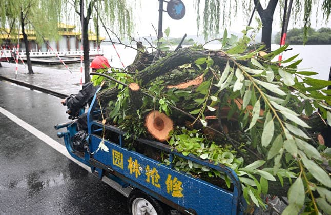 HANGZHOU, CHINA - AUGUST 10: Staff members clear fallen tree trunks near West Lake on August 10, 2026 in Hangzhou, Zhejiang Province of China. Damaged construction facilities, uprooted trees and waterlogged roads were reported across the city as Typhoon Dolphin , the 13th typhoon of the year, struck the area.  Copyright: xChinaxNewsxServicex 111659086938