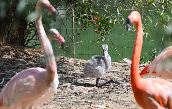 Russia Zoo 9219986 10.08.2026 A red flamingo chick hatched in mid-July is seen in its enclosure at the Moscow Zoo in Moscow, Russia. Ilya Pitalev Sputnik Moscow Russia  Copyright: xIlyaxPitalevx