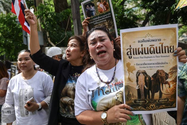 Thai Elephant Lovers Urge Sri Lanka to Return Two Elephants - 10 Aug 2026 Thai elephant lovers call for two elephants to be returned from Sri Lanka. Thai elephant lovers gather outside the Sri Lankan Embassy in Bangkok, calling on Sri Lanka to return the two Thai goodwill ambassador elephants, Plai Pratu Pha and Plai Plai Srinarong, to Thailand, after reports that the elephants have been overworked, in Bangkok, Thailand, August 10, 2026. Bangkok Thailand Copyright: xNattaphonxPhanphongsanonx xSOPAxImagesx NATTAPHON_Thai Elephant Lovers_02
