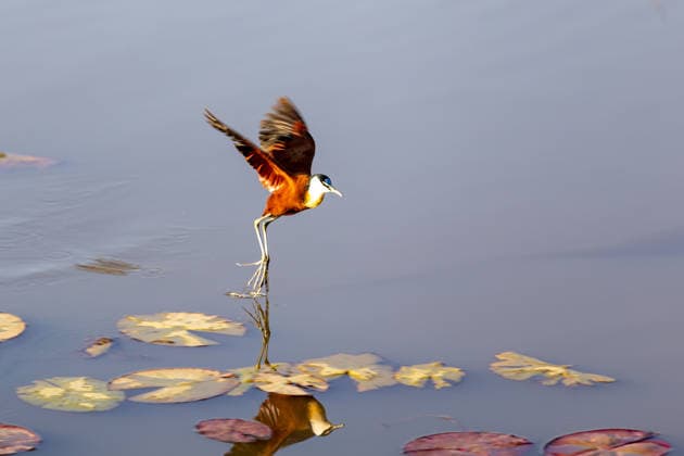 An African water rail (Actophilornis africanus) takes off from a body of water among water lily leaves in the Dinokeng Game Reserve in South Africa. The photo shows this distinctive waterbird with its long legs and toes as it takes flight.