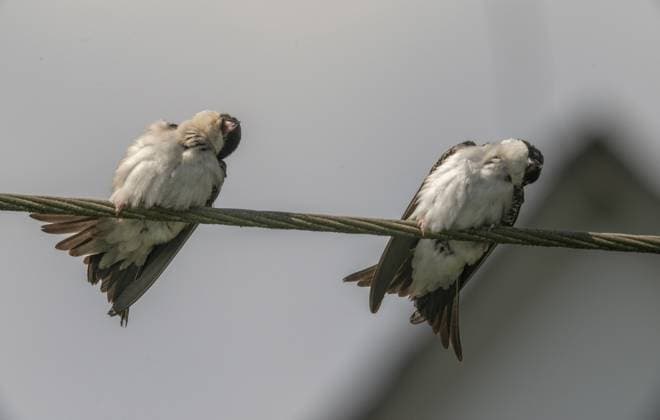 abwehrverhalten, delichon urbica, house martin, mehlschwalbe, parasitenabwehr, birds, passeri, singvögel, songbirds, vögel Defensive behavior, Delichon urbica, house martin, house martins, parasite defense, birds, passeri, songbirds, birds Copyright: imageBROKER FrankxLeo ibxfkl18646402.jpg