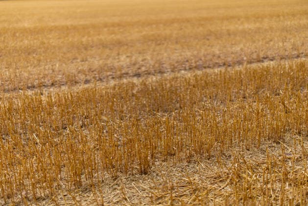 Grain Harvest A harvested grain field near Lotte Wersen, North Rhine-Westphalia, Germany, with stubble remaining, photographed on August 7, 2026. Extreme weather fluctuations—ranging from prolonged droughts to heavy rainfall—are increasingly posing major challenges for agriculture during the grain harvest and are leading to noticeable yield losses in some regions.