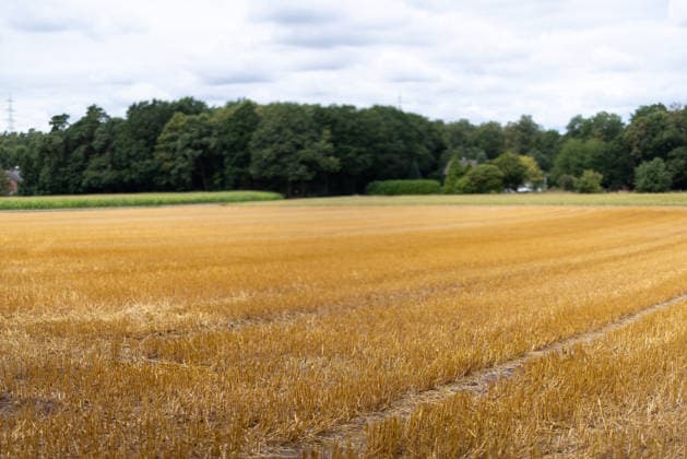 Grain Harvest A harvested grain field near Lotte Wersen, North Rhine-Westphalia, Germany, with stubble remaining, photographed on August 7, 2026. Extreme weather fluctuations—ranging from prolonged droughts to heavy rainfall—are increasingly posing major challenges for agriculture during the grain harvest and are leading to noticeable yield losses in some regions.