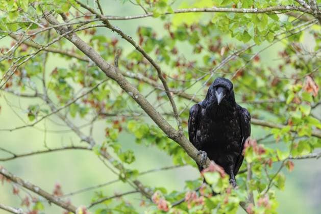 Ein Kolkrabe (Corvus corax) sitzt an einem bewölkten Frühlingstag auf einem Ast am Waldrand. Österreich A common raven (Corvus corax) perches on a branch at the edge of a forest on a cloudy spring day. Austria Copyright: imageBROKER photoholic ibxprn18716031.jpg