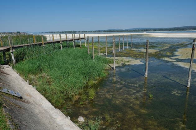 Low water levels on Lake Constance; reeds are growing in the Triboltingen, Switzerland, marina