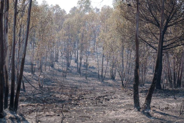 More than 500 personnel fighting the wildfire in Niebla, Huelva Area affected by the wildfire in Niebla, Huelva, which has been burning for five days As of August 11, 2026, in Niebla, Huelva, Andalusia, Spain More than 500 personnel from the Military Emergency Unit (UME) and the Civil Guard are now participating in efforts to extinguish the forest fire in Niebla, Huelva, following a further expansion of the human and material resources allocated to this operation. In addition, the UME has added four new bulldozers that will be deployed throughout Tuesday, primarily in the rear area. AUGUST 11, 2026 Francisco J. Niebla, Huelva, Andalusia, Spain Niebla, Huelva, Andalusia, Spain Spain Copyright: xFranciscoxJ.xOlmox 7709767