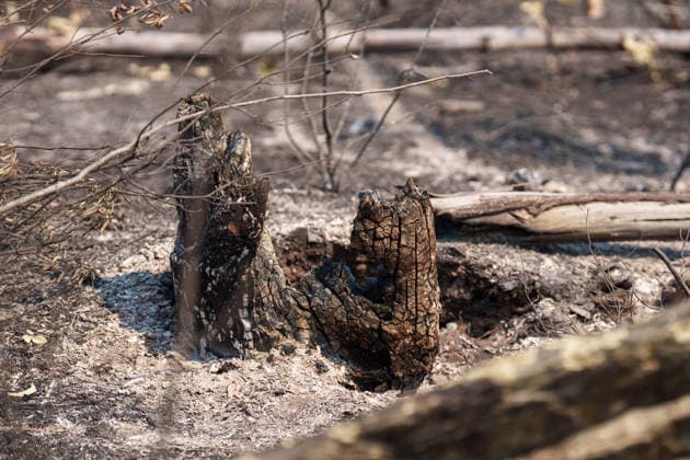 More than 500 personnel fighting the wildfire in Niebla, Huelva Area affected by the wildfire in Niebla, Huelva, which has been burning for five days As of August 11, 2026, in Niebla, Huelva, Andalusia, Spain More than 500 personnel from the Military Emergency Unit (UME) and the Civil Guard are now participating in efforts to extinguish the forest fire in Niebla, Huelva, following a further expansion of the human and material resources allocated to this operation. In addition, the UME has added four new bulldozers that will be deployed throughout Tuesday, primarily in the rear area. AUGUST 11, 2026 Francisco J. Niebla, Huelva, Andalusia, Spain Niebla, Huelva, Andalusia, Spain Spain Copyright: xFranciscoxJ.xOlmox 7709770