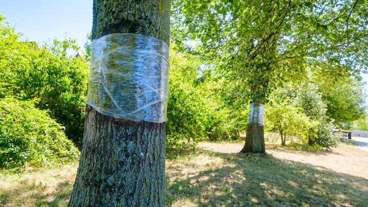Glyphosate Attack on Trees in Bottrop Feldhausen ** FOR EDITORIAL USE ONLY ** EDITORIAL USE ONLY ** p One year after the poisoning, have the trees at the Sonnenspielplatz survived the glyphosate attack? Tuesday, August 11, 2026, in Bottrop Feldhausen, Germany, North Rhine-Westphalia, Bottrop. Copyright ChristophxWojtyczka Copyright: ChristophxWojtyczka doc8742tjsjdeg4p7a8d85 ,EDITORIAL USE ONLY Copyright: ChristophxWojtyczka