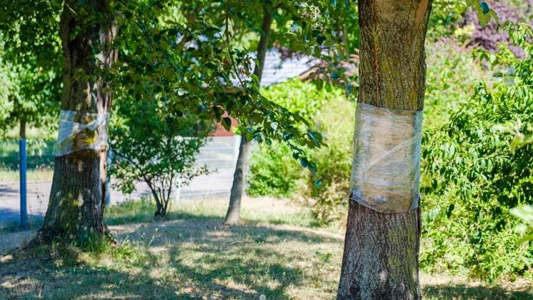 Glyphosate Attack on Trees in Bottrop Feldhausen ** FOR EDITORIAL USE ONLY ** EDITORIAL USE ONLY ** p One year after the poisoning, have the trees at the Sonnenspielplatz survived the glyphosate attack? On Tuesday, August 11, 2026, in Bottrop Feldhausen, Germany, North Rhine-Westphalia, Bottrop. Copyright ChristophxWojtyczka Copyright: ChristophxWojtyczka doc8742uhtq7xlqv5lyd5b ,EDITORIAL USE ONLY Copyright: ChristophxWojtyczka