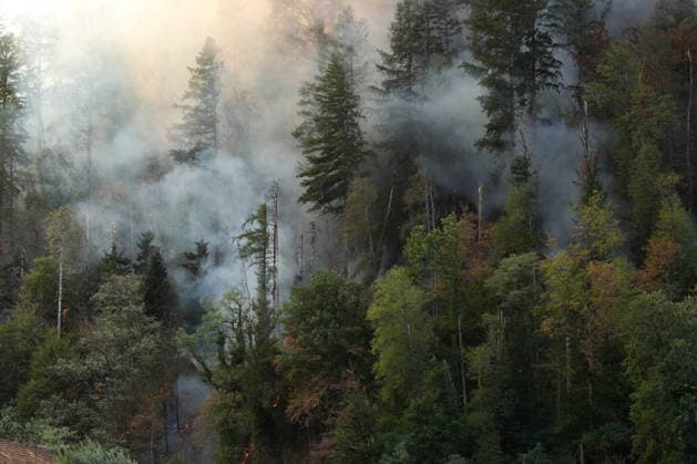 Forest Fire in Zell am Harmersbach, August 11, 2026 Forest Fire in Zell am Harmersbach, August 11, 2026 Zell am Harmersbach, Baden-Württemberg, Germany Copyright: xBEAUTIFULxSPORTS Boscox