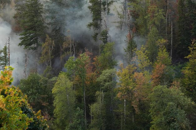 Forest Fire in Zell am Harmersbach, August 11, 2026 Forest Fire in Zell am Harmersbach, August 11, 2026 Zell am Harmersbach, Baden-Württemberg, Germany Copyright: xBEAUTIFULxSPORTS Boscox