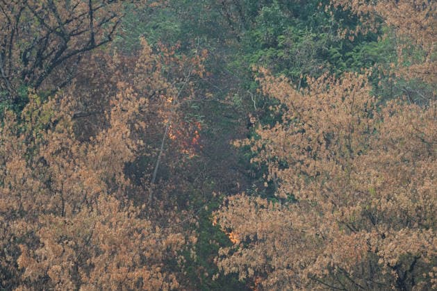 Forest Fire in Zell am Harmersbach, August 11, 2026 Forest Fire in Zell am Harmersbach, August 11, 2026 Zell am Harmersbach, Baden-Württemberg, Germany Copyright: xBEAUTIFULxSPORTS Boscox