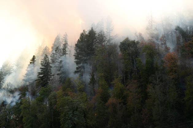 Forest Fire in Zell am Harmersbach, August 11, 2026 Forest Fire in Zell am Harmersbach, August 11, 2026 Zell am Harmersbach, Baden-Württemberg, Germany Copyright: xBEAUTIFULxSPORTS Boscox