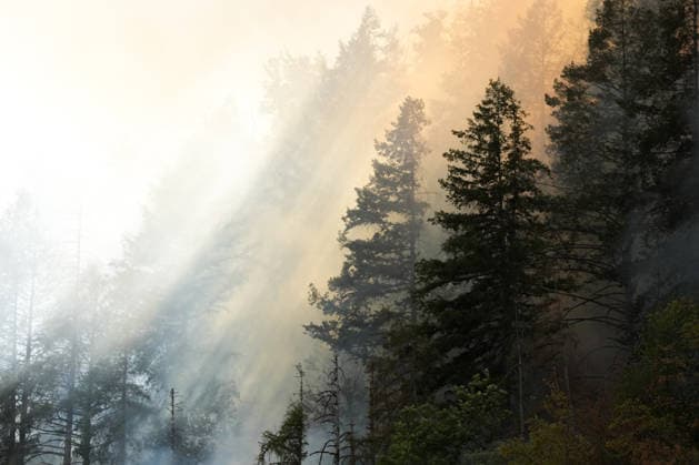 Forest Fire in Zell am Harmersbach, August 11, 2026 Forest Fire in Zell am Harmersbach, August 11, 2026 Zell am Harmersbach, Baden-Württemberg, Germany Copyright: xBEAUTIFULxSPORTS Boscox