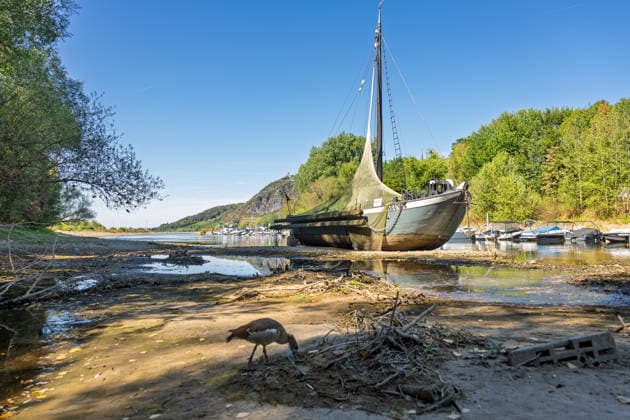 Low Water on the Rhine: The Aalschokker Aranka in the dried-up side channel near Grafenwerth Island, August 11, 2026. Low Water on the Rhine: With water levels at 3 cm at the Oberwin Copyright: xMarcxJohnx