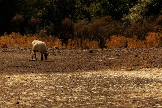 Illustration - Drought in Corsica - France Illustrations of the severe drought affecting Corsica, France are seen in Galeria on August 11, 2026, with the Fango River completely dry at the Pont des Cinq Arcades and parched lands in the Marsulinu valley. Photo by Shootpix ABACAPRESS.COM Galeria France  Copyright: xShootpix ABACAx
