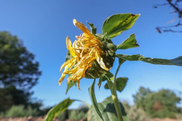 A wilted sunflower near Siegen Oberschelden in the morning light against a blue, cloudless sky—summer in the Siegerland region on August 12, 2026, in Siegen, Germany