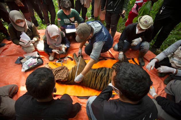 (260812) -- WEST SUMATRA, Aug. 12, 2026 -- Veterinarians check the condition of a female Sumatran tiger after it was found inside a trap cage in Agam Regency, West Sumatra, Indonesia, Aug. 12, 2026. The capture was carried out as part of efforts to prevent further conflict between the endangered Sumatran tiger and local communities. (Photo by Xinhua) INDONESIA-WEST SUMATRA-SUMATRA TIGER-CAPTURE AndrixMardiansyah 