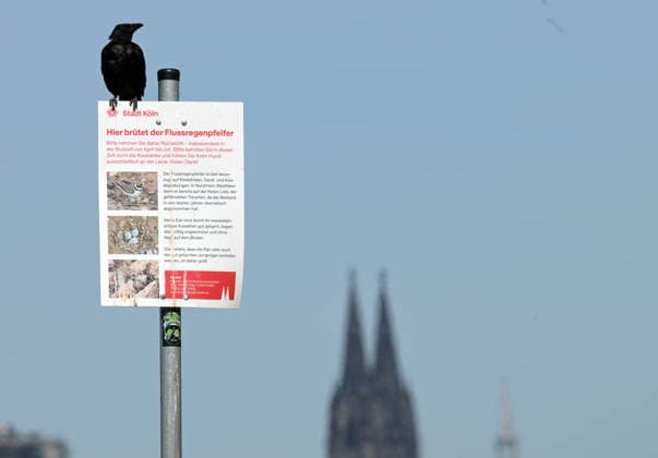 August 12, 2026, xophax, public life, Cologne, banks of the Rhine, City of Cologne, low water levels on the banks of the Rhine in Cologne as seen from Poll, note on bird nesting, birds, Little Ringed Plover, Cologne