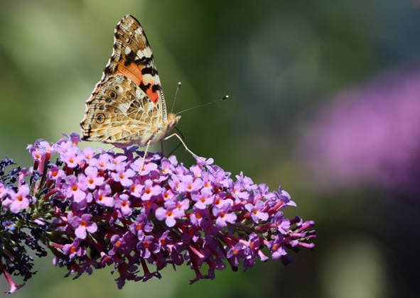 August 12, 2026, The World of Insects in a Munich Garden; pictured: a painted lady butterfly (Vanessa cardui) on a butterfly bush