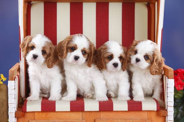 Cavalier King Charles Spaniel, Welpen, Blenheim, weiß-braun, 8 Wochen, im rot-weiß gestreiften Strandkorb Cavalier King Charles Spaniel, puppies, Blenheim, white-brown, 8 weeks, in red-white striped wicker beach chair Copyright: imageBROKER P.xWegner iblpwe04674597.jpg