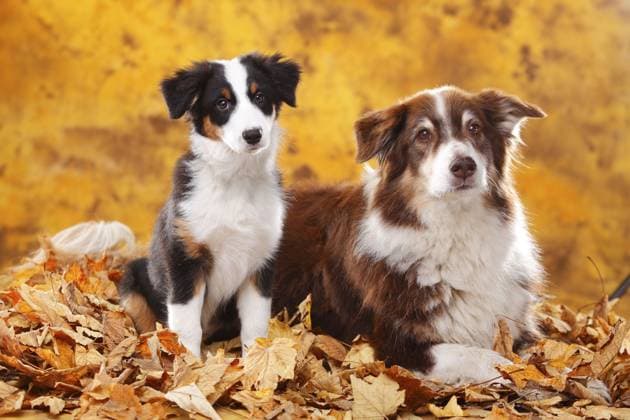 Australian Shepherd, Welpe, 13 Wochen, red-tri und black-tri, zwei Hunde sitzen im Herbstlaub Australian Shepherd, puppy, 13 weeks, red-tri and black-tri, two dogs sitting in autumn leaves Copyright: imageBROKER P.xWegner iblpwe04675126.jpg