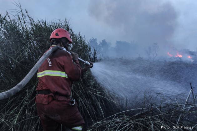 Peatland Fire In South Sumatra Members of the Manggala Agni team work to extinguish a fire at a peatland site in Palm Raya Village, Inderalaya District, South Sumatra, on August 13, 2026. Inderalaya Indonesia  Copyright: xSigitxPrasetyax originalFilename: prasetya-notitle260813_nptE6.jpg