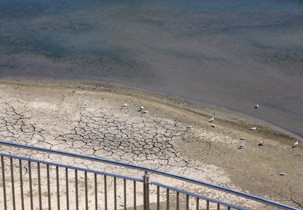 August 13, 2026, Germany, North Rhine-Westphalia, Weather, Heat, Rivers, Low Water Levels, Drought, The heat has caused the water level of the Rhine in Düsseldorf to drop dramatically. Birds on a sandbar, Germany Copyright: xD.xKerlekin SnowfieldxPhotographyx SF130826VoegelD1