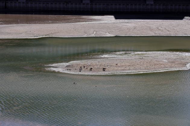 August 13, 2026, Germany, North Rhine-Westphalia, Weather, Heat, Rivers, Low Water Levels, Drought, The heat has caused the water level of the Rhine in Düsseldorf to drop dramatically. Birds on a sandbar, Germany Copyright: xD.xKerlekin SnowfieldxPhotographyx SF130826VoegelD2