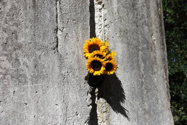 Sunflowers are placed in a segment of the Berlin Wall at the Wall Memorial on Griebnitzsee in Potsdam to mark the 65th anniversary of the construction of the Berlin Wall, August 13, 2026—65 years since the Wall was built