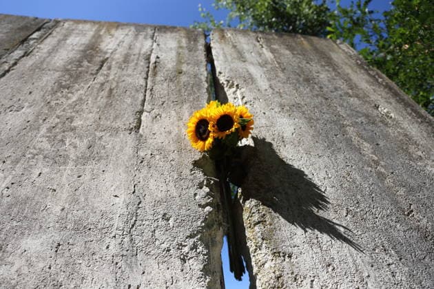 Sunflowers are placed in a segment of the Berlin Wall at the Wall Memorial on Griebnitzsee in Potsdam to mark the 65th anniversary of the construction of the Berlin Wall, August 13, 2026—65 years since the Wall was built