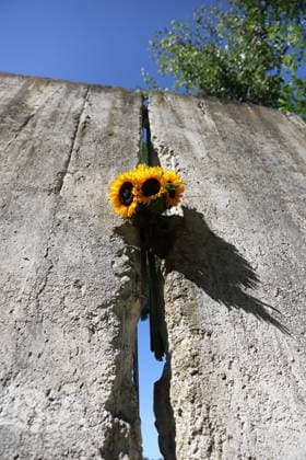Sunflowers are placed in a segment of the Berlin Wall at the Wall Memorial on Griebnitzsee in Potsdam to mark the 65th anniversary of the construction of the Berlin Wall, August 13, 2026—65 years since the Wall was built