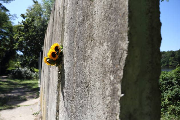 Sunflowers are placed in a segment of the Berlin Wall at the Wall Memorial on Griebnitzsee in Potsdam to mark the 65th anniversary of the construction of the Berlin Wall, August 13, 2026—65 years since the Wall was built
