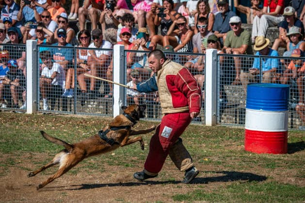 French Center Training Gendarmerie Dog Teams - Gramat The Centre National d’Instruction Cynophile de la Gendarmerie (CNICG) in Gramat, Lot, France on Undated, the sole French center training gendarmerie canine teams since 1945, operates across 14 hectares with nine kennels accommodating up to 150 dogs simultaneously, training 350 students annually in intensive courses to form handler-dog pairs, with dogs—primarily Belgian Malinois—specializing in person search, narcotics detection, explosives, weapons, and electronic media detection. August 13, 2026. Photo by Denis Prezat ABACAPRESS.COM Gramat France Copyright: xPrezatxDenis ABACAx
