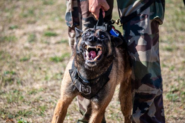 French Center Training Gendarmerie Dog Teams - Gramat The Centre National d’Instruction Cynophile de la Gendarmerie (CNICG) in Gramat, Lot, France on Undated, the sole French center training gendarmerie canine teams since 1945, operates across 14 hectares with nine kennels accommodating up to 150 dogs simultaneously, training 350 students annually in intensive courses to form handler-dog pairs, with dogs—primarily Belgian Malinois—specializing in person search, narcotics detection, explosives, weapons, and electronic media detection. August 13, 2026. Photo by Denis Prezat ABACAPRESS.COM Gramat France Copyright: xPrezatxDenis ABACAx