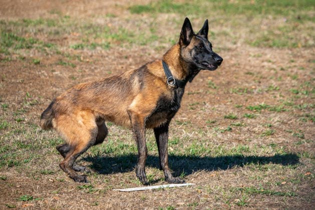French Center Training Gendarmerie Dog Teams - Gramat The Centre National d’Instruction Cynophile de la Gendarmerie (CNICG) in Gramat, Lot, France on Undated, the sole French center training gendarmerie canine teams since 1945, operates across 14 hectares with nine kennels accommodating up to 150 dogs simultaneously, training 350 students annually in intensive courses to form handler-dog pairs, with dogs—primarily Belgian Malinois—specializing in person search, narcotics detection, explosives, weapons, and electronic media detection. August 13, 2026. Photo by Denis Prezat ABACAPRESS.COM Gramat France Copyright: xPrezatxDenis ABACAx