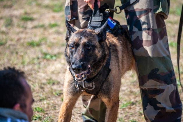 French Center Training Gendarmerie Dog Teams - Gramat The Centre National d’Instruction Cynophile de la Gendarmerie (CNICG) in Gramat, Lot, France on Undated, the sole French center training gendarmerie canine teams since 1945, operates across 14 hectares with nine kennels accommodating up to 150 dogs simultaneously, training 350 students annually in intensive courses to form handler-dog pairs, with dogs—primarily Belgian Malinois—specializing in person search, narcotics detection, explosives, weapons, and electronic media detection. August 13, 2026. Photo by Denis Prezat ABACAPRESS.COM Gramat France Copyright: xPrezatxDenis ABACAx