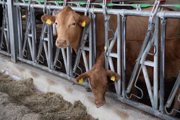Cattle look out through the bars of their barn and eat their feed; Silke GORISSEN, GorißÂüen, CDU, Minister of Agriculture and Consumer Protection for the State of North Rhine-Westphalia, visits the Keil Farm in Reken as part of her NRW is s t gut tour, August 13, 2026