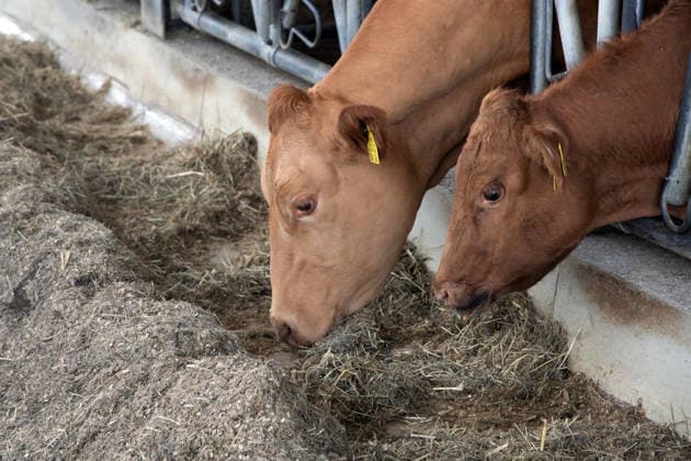 Cattle look out through the bars of their barn and eat their feed; Silke GORISSEN, GorißÂüen, CDU, Minister of Agriculture and Consumer Protection for the State of North Rhine-Westphalia, visits the Keil Farm in Reken as part of her NRW is s t gut tour, August 13, 2026