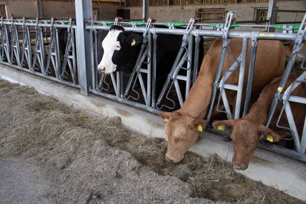 Cattle look out through the bars of their barn and eat their feed; Silke GORISSEN, GorißÂüen, CDU, Minister of Agriculture and Consumer Protection for the State of North Rhine-Westphalia, visits the Keil Farm in Reken as part of her NRW is s t gut tour, August 13, 2026