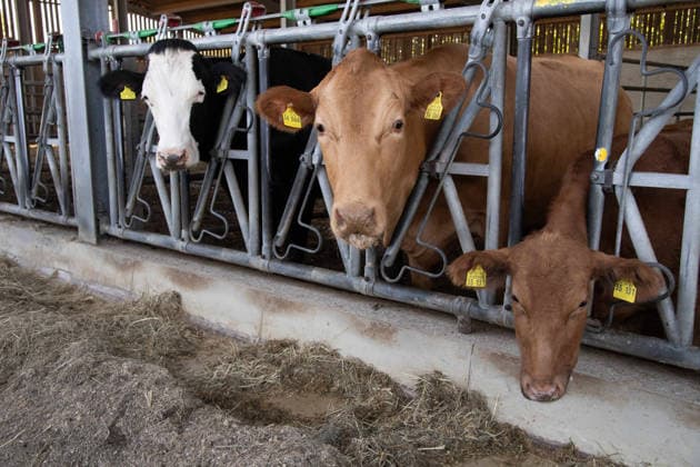 Cattle look out through the bars of their barn and eat their feed; Silke GORISSEN, GorißÂüen, CDU, Minister of Agriculture and Consumer Protection for the State of North Rhine-Westphalia, visits the Keil Farm in Reken as part of her NRW is s t gut tour, August 13, 2026