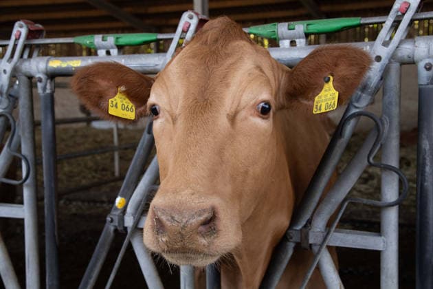A cow looks out from the bars of her stall; portrait, portrait, portrait; cropped single image, single subject; Silke GORISSEN, GorißÂüen, CDU, Minister of Agriculture and Consumer Protection for the State of North Rhine-Westphalia, visits the Keil Farm in Reken as part of her NRW is s t gut tour, August 13, 2026