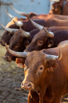 August 13, 2026, PeoÂ±Afiel, Valladolid, USA: A small herd of bulls is corralled in Valdobar corral the night before the commencement of the Fiestas de Nuestra SeoÂ±ora y San Roque in PeoÂ±afiel, Spain on Thursday, August 13, 2026. The annual festival, taking place this year on August 14-18, includes traditional bullfighting and bull running events. PeoÂ±Afiel USA - ZUMAg235 20260813_zap_g235_006 Copyright: xPaulxChristianxGordonx