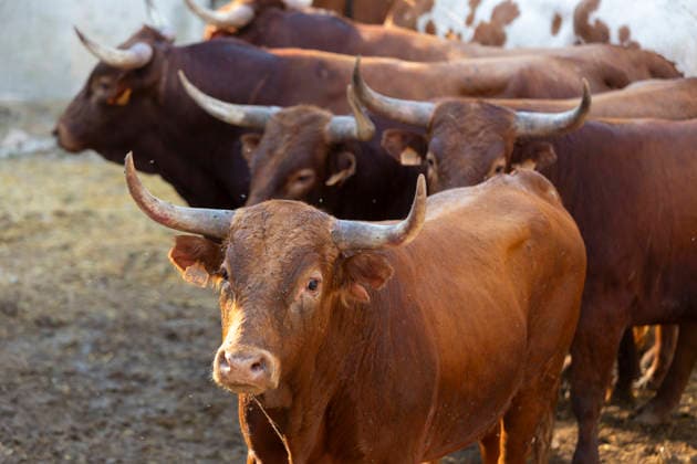 August 13, 2026, PeoÂ±Afiel, Valladolid, USA: A small herd of bulls is corralled in Valdobar corral the night before the commencement of the Fiestas de Nuestra SeoÂ±ora y San Roque in PeoÂ±afiel, Spain on Thursday, August 13, 2026. The annual festival, taking place this year on August 14-18, includes traditional bullfighting and bull running events. PeoÂ±Afiel USA - ZUMAg235 20260813_zap_g235_007 Copyright: xPaulxChristianxGordonx