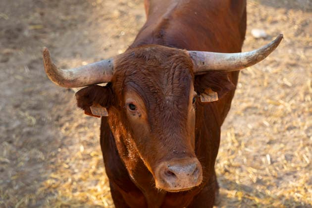 August 13, 2026, PeoÂ±Afiel, Valladolid, USA: A small herd of bulls is corralled in Valdobar corral the night before the commencement of the Fiestas de Nuestra SeoÂ±ora y San Roque in PeoÂ±afiel, Spain on Thursday, August 13, 2026. The annual festival, taking place this year on August 14-18, includes traditional bullfighting and bull running events. PeoÂ±Afiel USA - ZUMAg235 20260813_zap_g235_008 Copyright: xPaulxChristianxGordonx