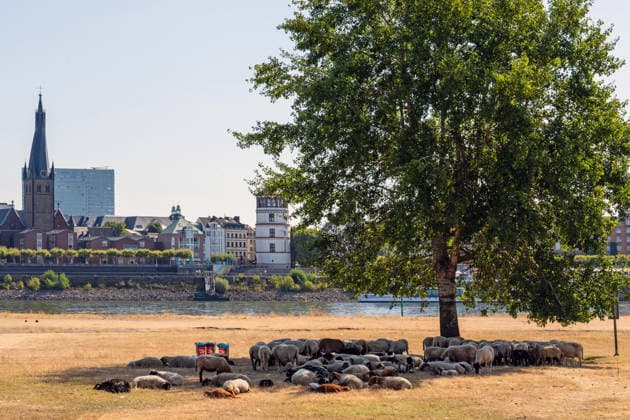 Schafherde sucht Schatten unter einem Baum, Gluthitze bis 36 Grad, Rheinwiesen sind nach wochenlanger Trockenheit braun und verdorrt, Uferbereiche sind trocken gefallen, Düsseldorf, 14. August 2026 Deutschland, Düsseldorf, 14. August 2026, Schafherde sucht Schatten unter einem Baum, Gluthitze bis 36 Grad, die Oberkasseler Rheinwiesen sind nach wochenlanger Trockenheit braun und verdorrt, Uferbereiche sind trocken gefallen, Freitagmittag um 12 Uhr, Rheinufer gegenüber der Düsseldorfer Altstadt mit Kirche St. Lambertus (links), durch die anhaltende Trockenheit ist der Pegelstand des Rheins auf ein extrem niedriges Niveau gefallen, die Schifffahrt ist eingeschränkt, zu wenig Regen, schönes Wetter, Hochsommer, Hitzewelle, Sommer, Nordrhei