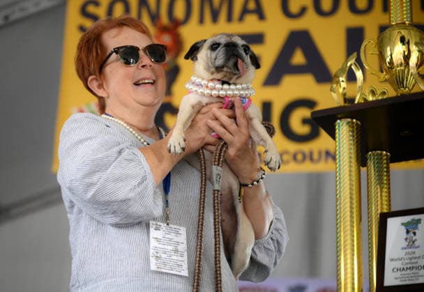 Winners of World s Ugliest Dog 2026 contest in California SONOMA COUNTY, CALIFORNIA - AUG 14: Dog named Jennie Leu was crowned as the winner of the 2026 World s Ugliest Dog contest with her owner Michelle Grady by her side and was awarded $5,000 on August 14, 2026 at Sonoma County Event Center in Santa Rosa, California, United States. Tayfun Coskun Anadolu California United States. Editorial use only. Please get in touch for any other usage.  Copyright: x2026xAnadoluxTayfunxCoskunx