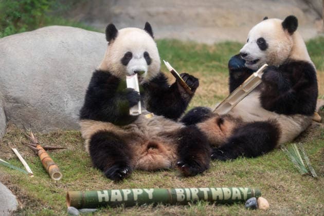 Hong Kong Panda Twins Mark 2nd Birthday The Hong Kong born Panda Twins Jia Jia and De De at Hong Kong Ocean Park on August 14, 2026 in Hong Kong. The Hong Kong Panda twins today celebrated their 2nd birthday. (Photo by Vernon Yuen Nexpher Images) HONG KONG